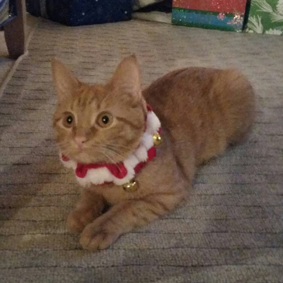 Meet your Posher, Tara !! Kitty Friendly Home!! - Picture 2 of 3